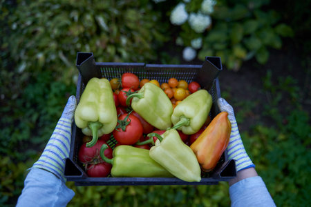 Woman holding a box with a crop of vegetables. Fresh waxes, healthy and proper nutrition.の写真素材
