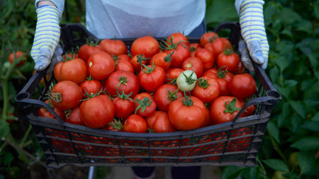Woman holding a box of tomato crops. Fresh waxes, healthy and proper nutrition.の写真素材