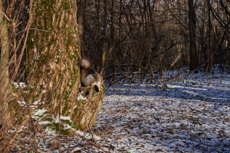 A squirrel is hanging on a tree trunk
