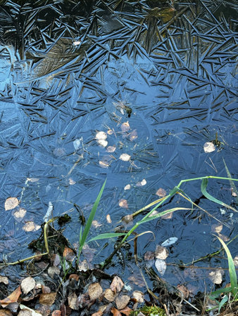 Frozen Pond Surface with Autumn Leaves and Reedsの写真素材