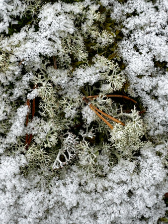 Lichen and Pine Needles Covered in Frost