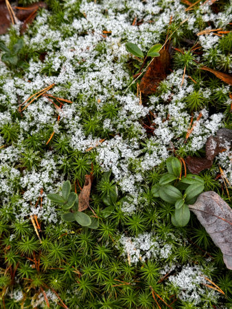 Snow-Dusted Moss and Green Leavesの写真素材