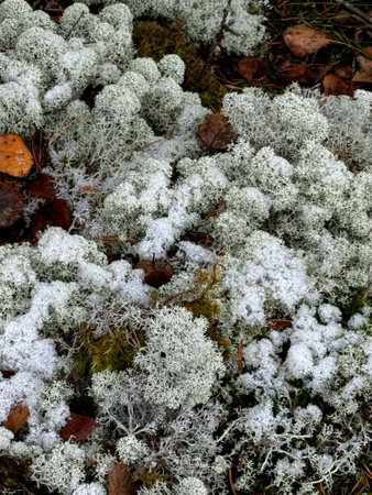 White Lichen and Moss with Fallen Leaves in Forestの写真素材