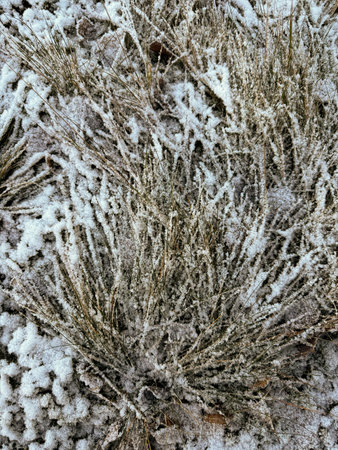 Frosted Grass and Leaves in a Cold Winter Landscapeの写真素材