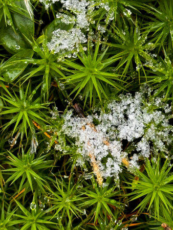 Green Moss with Ice Crystals in a Forest
