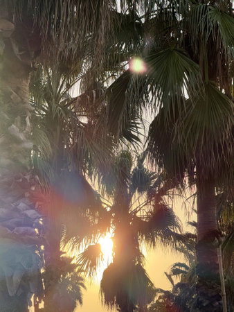 Sunlight filtering through palm trees with lens flare