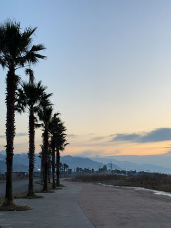 Palm-Lined Road at Dusk with Mountain Viewの写真素材
