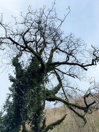 Moss-Covered Tree with Bare Twisting Branches