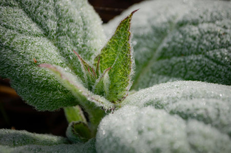sage herbの写真素材