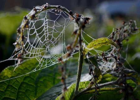 comfrey and spider webの写真素材