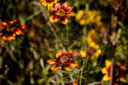 Flower with spider webの写真素材