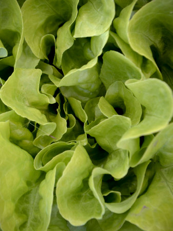 Saladの写真素材