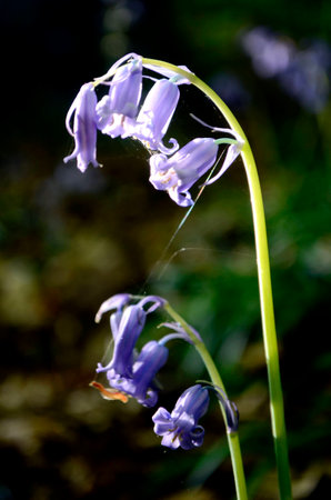 Blue Bellの写真素材