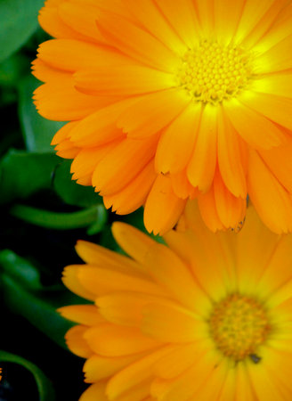 Calendulaの写真素材