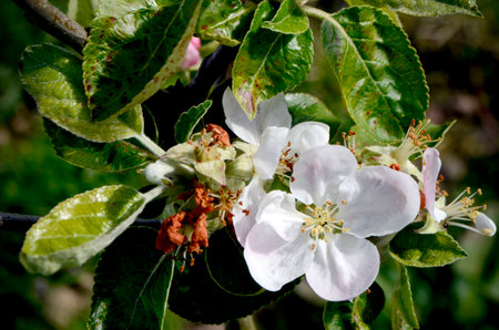 apple flowerの写真素材