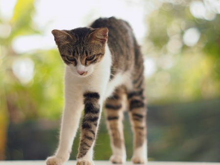 Cat, Thailand の写真素材