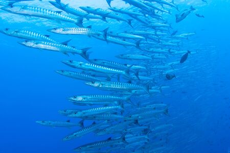 Baracudaの写真素材