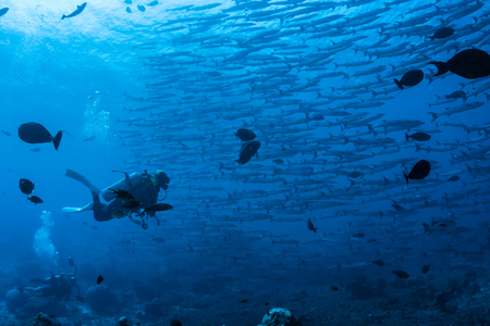 Follow a school of fishの写真素材