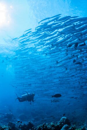 school of fishの写真素材