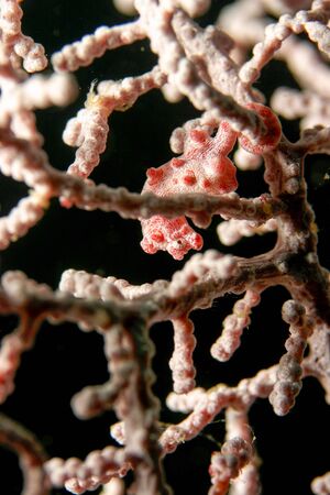 coral