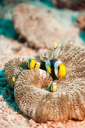 nemo fishの写真素材