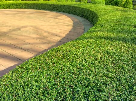 A beautiful curved tea tree in a beautiful garden.