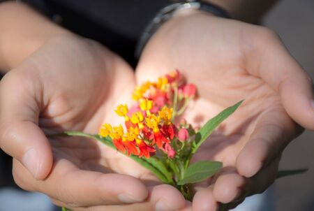 Woman hand holding beautiful flowers to gift,Spring time and inspiration /Selective focusの写真素材