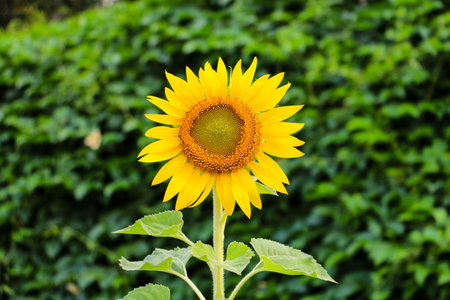 Sunflowerの写真素材