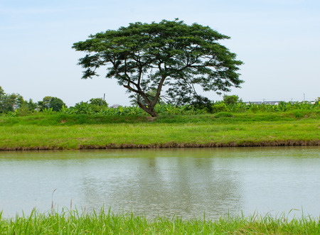 Trees along the canal with reflections on the water.の写真素材