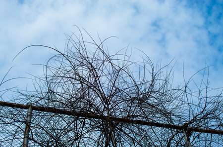 The steel mesh fence and trees.の写真素材
