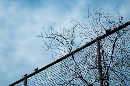 The doves are on the steel mesh fence.の写真素材