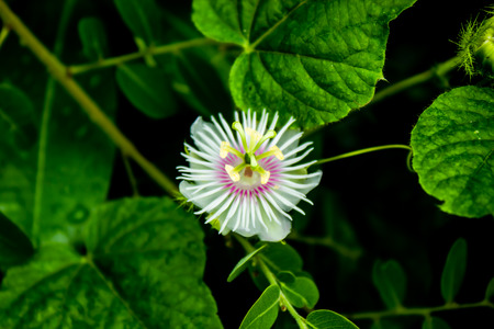 White flower close-up photographyの写真素材