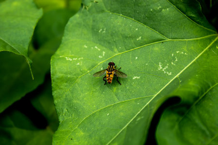 Yellow flies on leaves.の写真素材