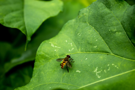 Yellow flies on leaves.の写真素材