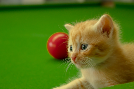 Persian kittens Brownの写真素材