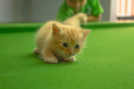A brown cute persian kittenの写真素材