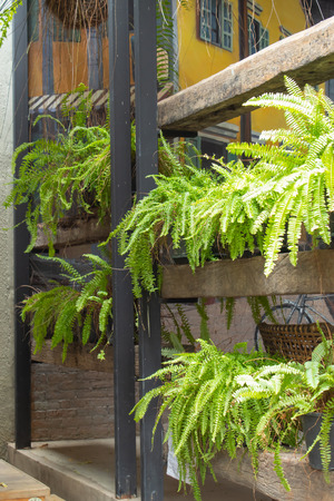 Green plants use as a background.の写真素材