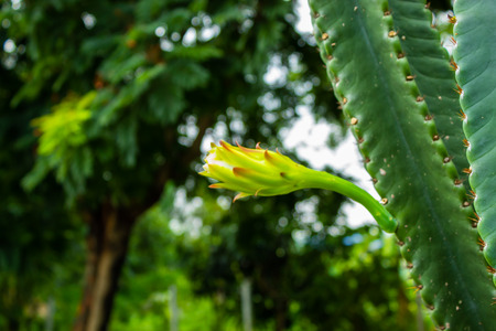 The flower of the castasの写真素材