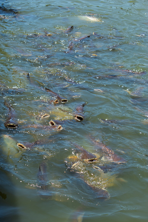 Catfish eating food on the surface of the water.の写真素材