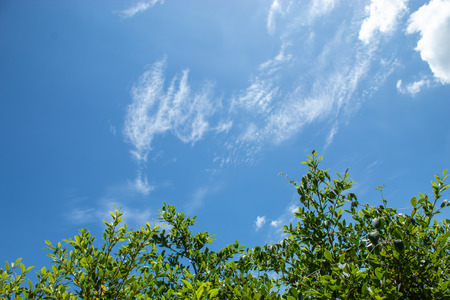 Green leaves with bright sky background.の写真素材