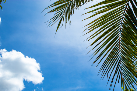 Green leaves with bright sky background.の写真素材