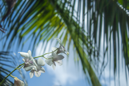 White orchids On the back is a green leaf and sky.の写真素材