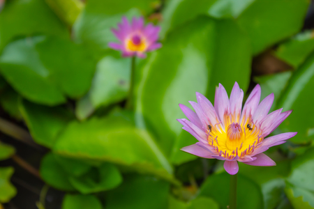 Lotus pink water droplets stick flowers and leaves. After the rain.の写真素材