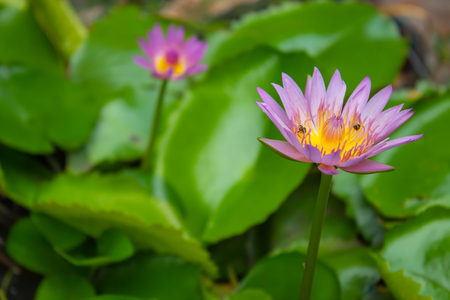Lotus pink water droplets stick flowers and leaves. After the rain.の写真素材