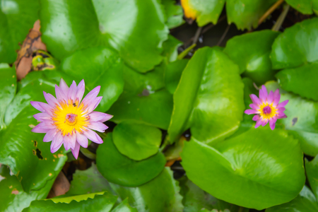 Lotus pink water droplets stick flowers and leaves. After the rain.の写真素材