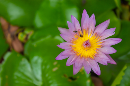 Lotus pink water droplets stick flowers and leaves. After the rain.の写真素材