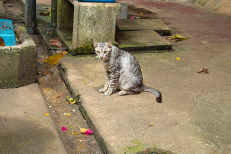 Grey cat sitting on a cement floorの写真素材