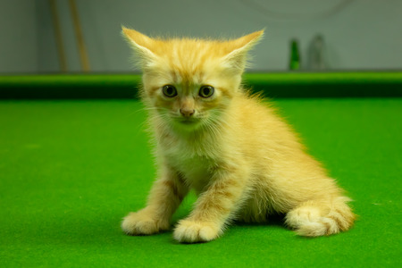 Persian kittens Brown That is cute.の写真素材