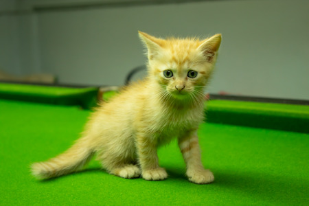Persian kittens Brown That is cute.の写真素材