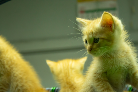 Persian kittens Brown That is cute.の写真素材